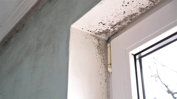 Environmental Consulting for Mold Prevention in Del City, OK