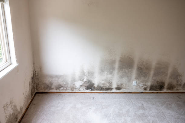 Best Mold Prevention Services  in Del City, OK