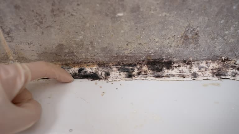 Best Mold Damage Restoration  in Del City, OK